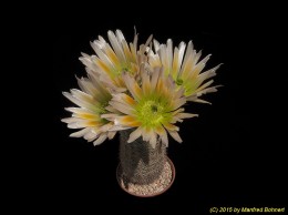 Echinocereus dasyacanthus Niess057 513